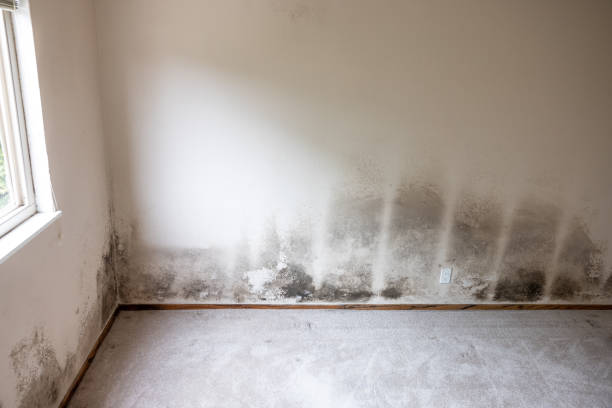 Best HVAC Mold Inspection and Cleaning  in , PA